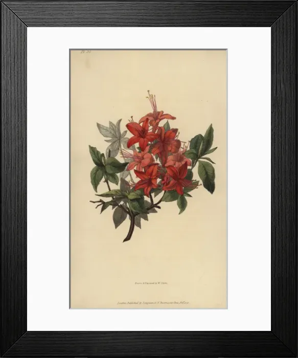 Framed Print : Scarlet azalea, Rhododendron nudiflorum coccinea major Framed Print : Scarlet azalea, Rhododendron nudiflorum coccinea major