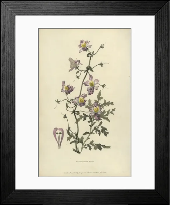 Framed Print : Poor mans orchid, Schizanthus porrigens Framed Print : Poor mans orchid, Schizanthus porrigens