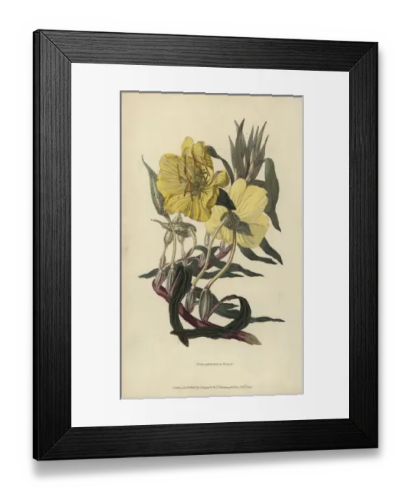 Framed Print : Missouri evening primrose, Oenothera missourensis Framed Print : Missouri evening primrose, Oenothera missourensis