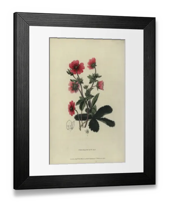 Framed Print : Nepal cinquefoil, potentilla nepalensis Framed Print : Nepal cinquefoil, potentilla nepalensis