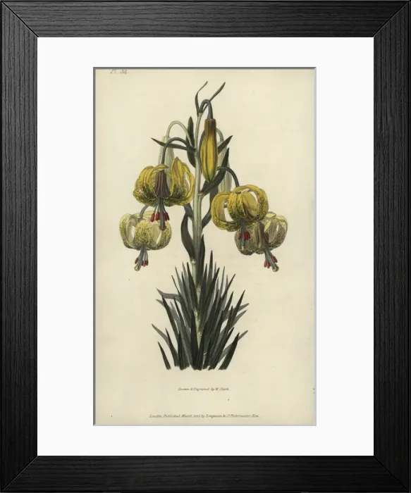 Framed Print : Turban or pomponian lily, Lilium pomponium Framed Print : Turban or pomponian lily, Lilium pomponium