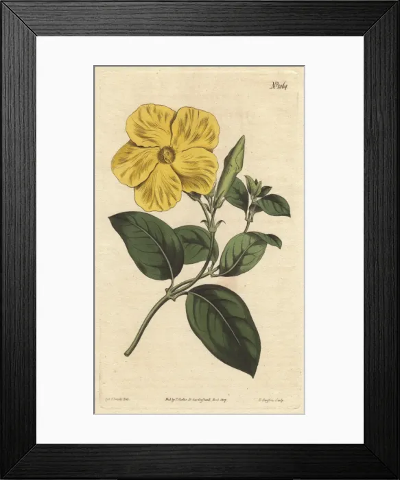 Framed Print : Larger savanna flower, a native of Jamaica Framed Print : Larger savanna flower, a native of Jamaica