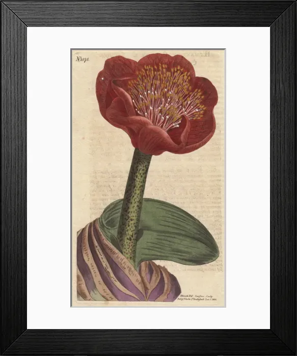 Framed Print : Salmon-colored blood flower, native of South Framed Print : Salmon-colored blood flower, native of South