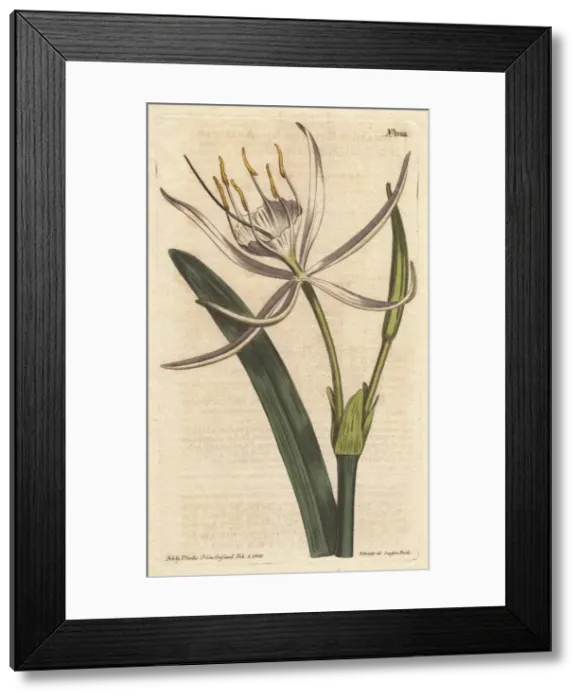 Framed Print : American pancratium with white fragrant flowers Framed Print : American pancratium with white fragrant flowers