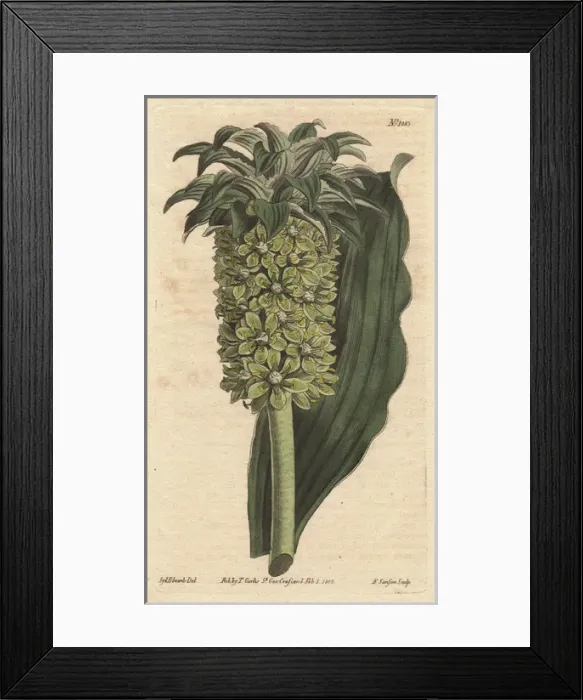 Framed Print : Undulated-leaved eucomis with green flowers Framed Print : Undulated-leaved eucomis with green flowers