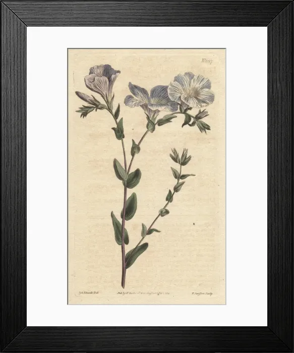 Framed Print : Blue and white flax with pale blue flowers Framed Print : Blue and white flax with pale blue flowers