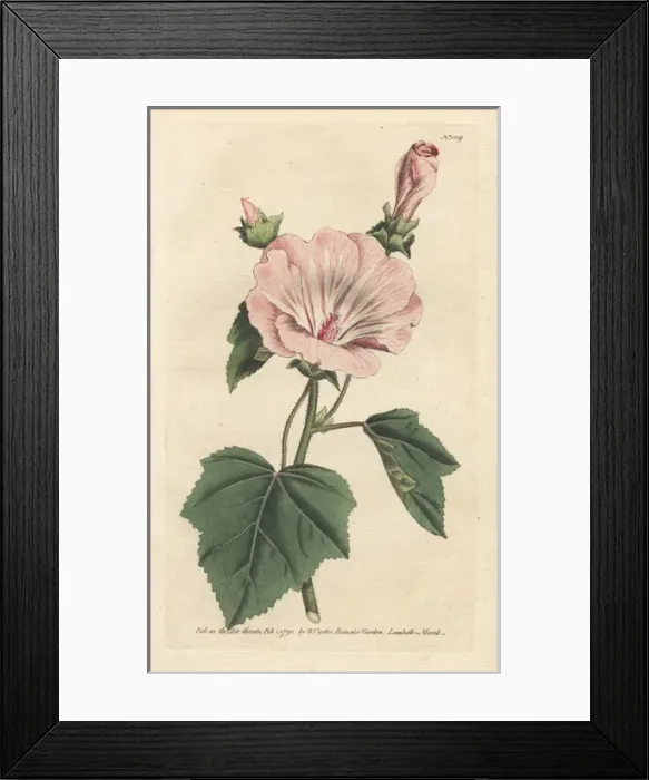 Framed Print : Annual mallow, Malva trimestris Framed Print : Annual mallow, Malva trimestris