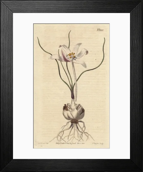 Framed Print : Thread-leaved gethylis with white and lilac Framed Print : Thread-leaved gethylis with white and lilac