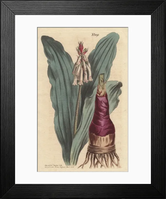 Framed Print : Glaucous-leaved veltheimia, lily from the Cape Framed Print : Glaucous-leaved veltheimia, lily from the Cape