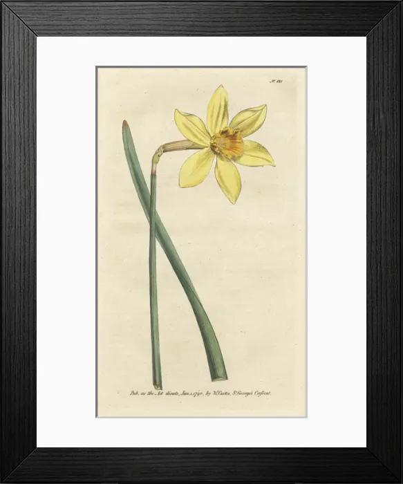 Framed Print : Peerless daffodil, Narcissus incomparabilis Framed Print : Peerless daffodil, Narcissus incomparabilis