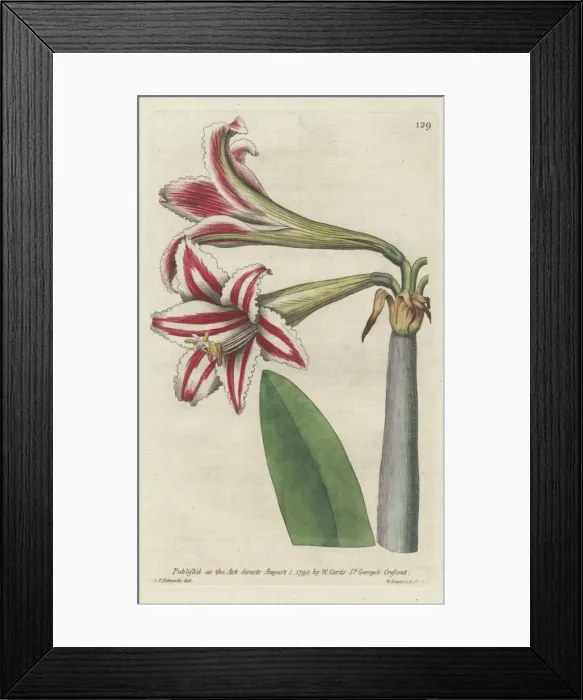Framed Print : Superb amaryllis, Hippeastrum vittatum Framed Print : Superb amaryllis, Hippeastrum vittatum