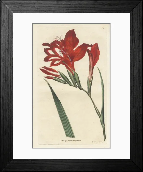 Framed Print : Superb corn-flag, Gladiolus cardinalis Framed Print : Superb corn-flag, Gladiolus cardinalis