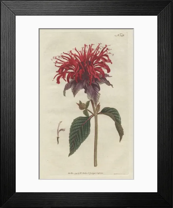 Framed Print : Crimson monarda, Monarda didyma Framed Print : Crimson monarda, Monarda didyma