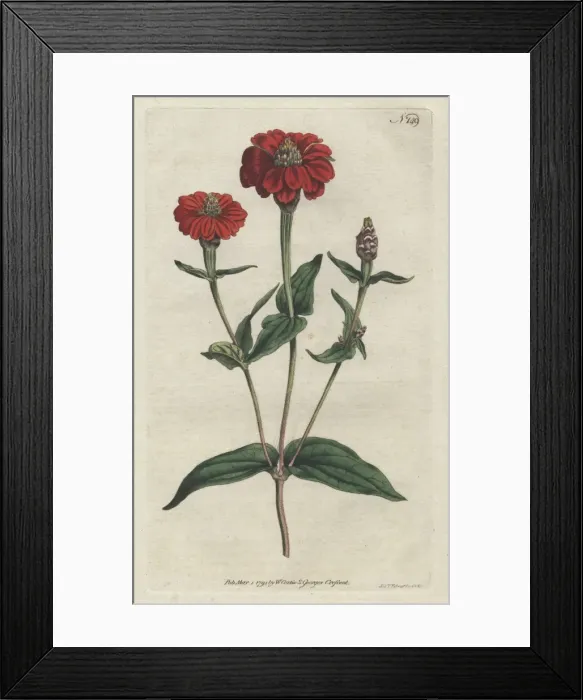 Framed Print : Peruvian zinnia, Zinnia peruviana Framed Print : Peruvian zinnia, Zinnia peruviana