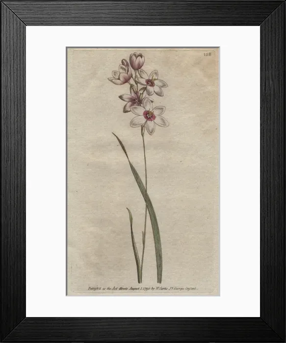 Framed Print : Bending-stalked ixia with pale purple tinged Framed Print : Bending-stalked ixia with pale purple tinged