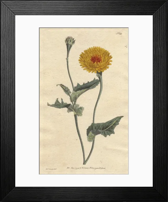 Framed Print : Poppy-leaved vipers grass, native of Tangier Framed Print : Poppy-leaved vipers grass, native of Tangier