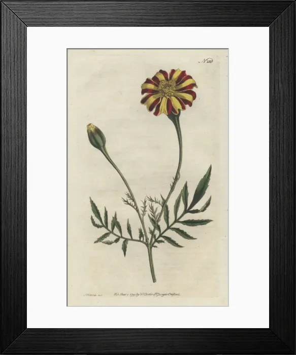 Framed Print : French marigold or spreading tagetes, Tagetes patula Framed Print : French marigold or spreading tagetes, Tagetes patula