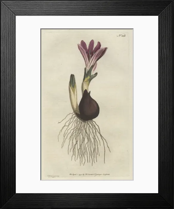 Framed Print : Spring meadow saffron, Bulbocodium vernum Framed Print : Spring meadow saffron, Bulbocodium vernum
