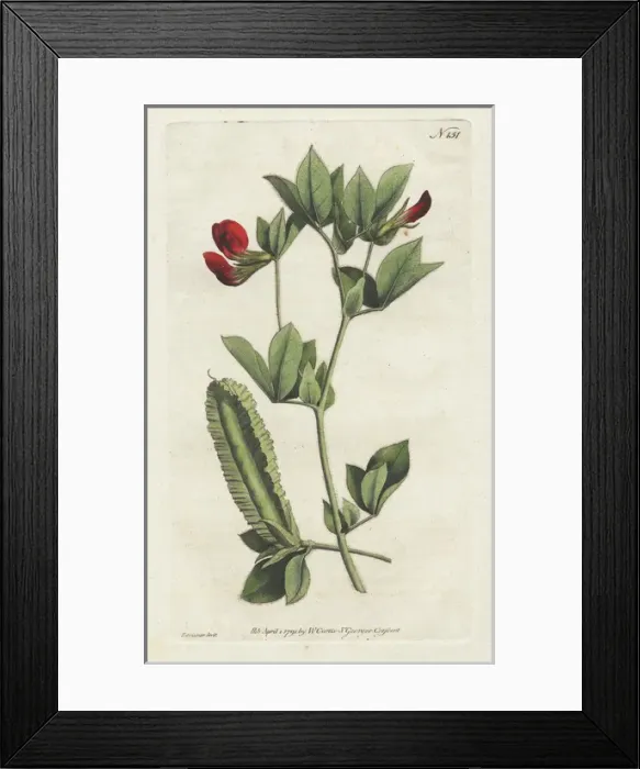 Framed Print : Winged lotus or winged pea, Lotus tetragonolobus Framed Print : Winged lotus or winged pea, Lotus tetragonolobus
