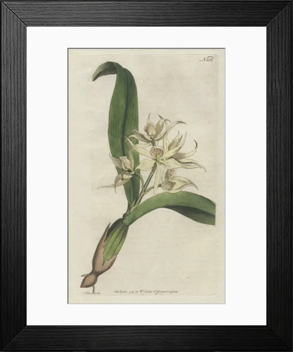 Framed Print : Sweet-scented epidendrum, Encyclia fragrans Framed Print : Sweet-scented epidendrum, Encyclia fragrans