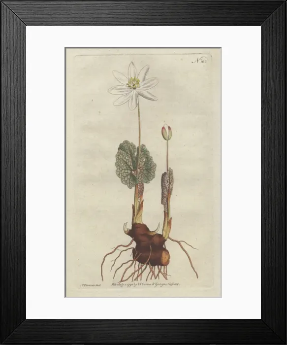 Framed Print : Canada puccoon or bloodroot, Sanguinaria canadensis Framed Print : Canada puccoon or bloodroot, Sanguinaria canadensis