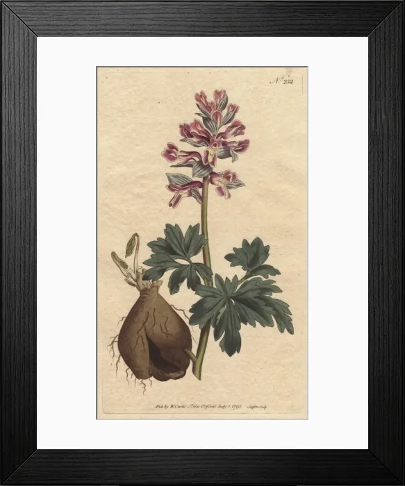 Framed Print : Hollow-rooted fumitory with dusty mauve flowers Framed Print : Hollow-rooted fumitory with dusty mauve flowers
