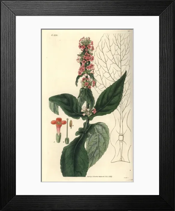 Framed Print : Brazilian buddlea, Buddlea brasiliensis, with Framed Print : Brazilian buddlea, Buddlea brasiliensis, with