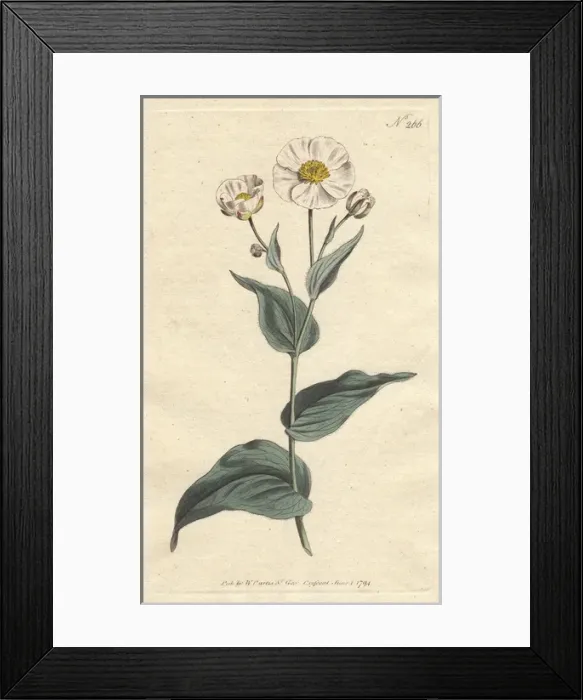 Framed Print : Plantain-leaved crowfoot with white flowers Framed Print : Plantain-leaved crowfoot with white flowers