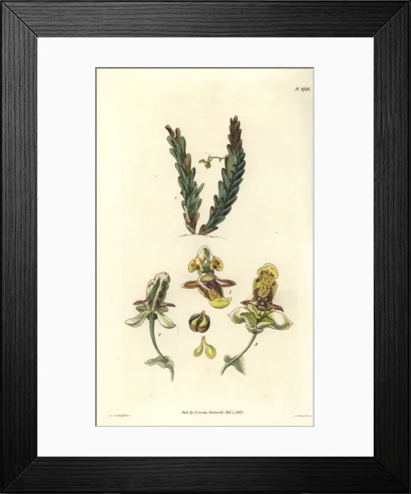 Framed Print : Beautiful lockhartia, parasitic orchid Framed Print : Beautiful lockhartia, parasitic orchid