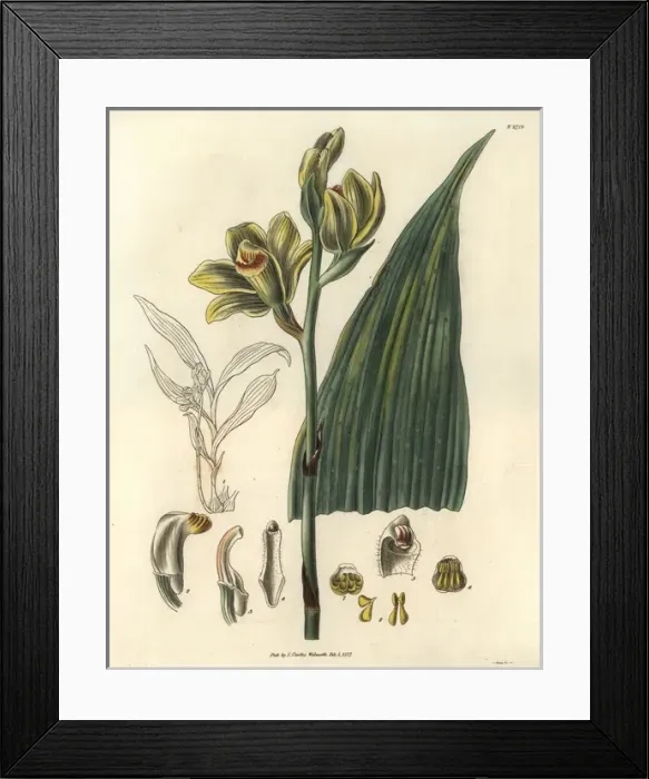 Framed Print : Woodfordian bletia orchid with yellow-green Framed Print : Woodfordian bletia orchid with yellow-green