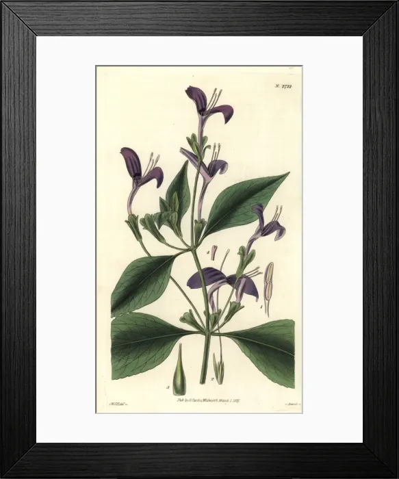 Framed Print : Justicia speciosa, purple-flowered east-indian Framed Print : Justicia speciosa, purple-flowered east-indian