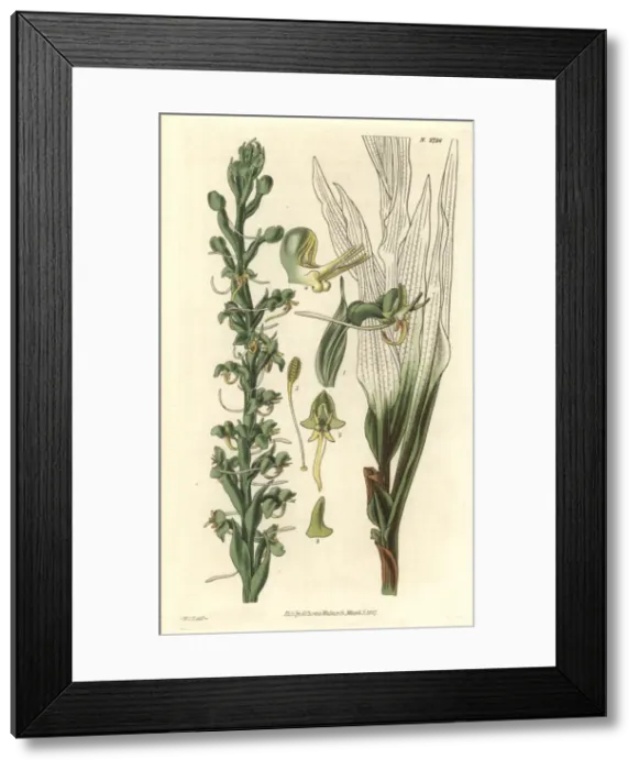 Framed Print : Habenaria leptoceras, slender-spurred fringed Framed Print : Habenaria leptoceras, slender-spurred fringed