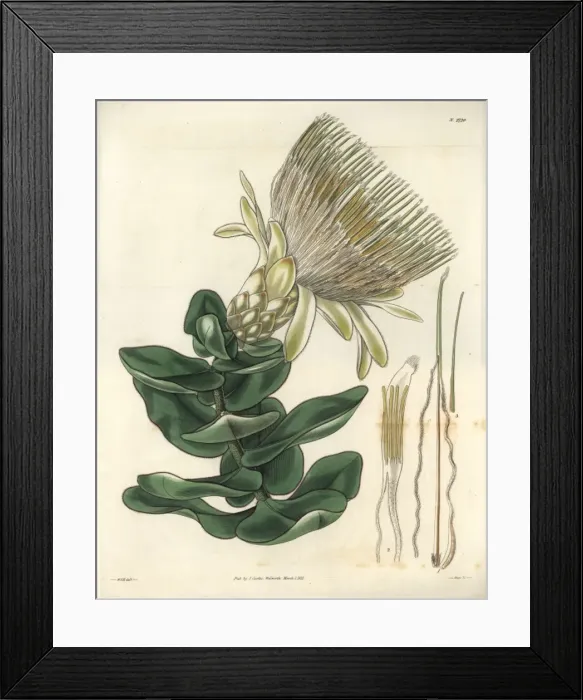 Framed Print : Long-flowered cream-coloured protea or sugarbush Framed Print : Long-flowered cream-coloured protea or sugarbush
