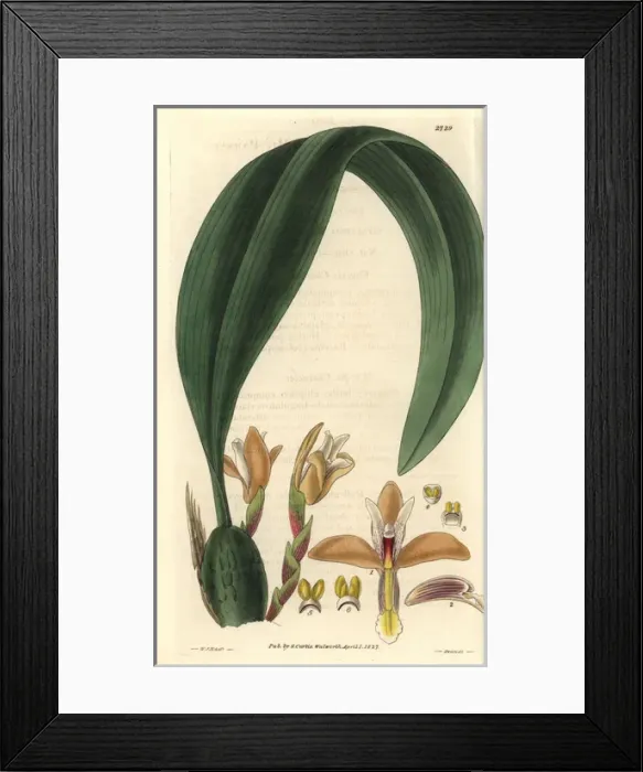 Framed Print : Maxillaria parkeri, Mr Parkers maxillaria Framed Print : Maxillaria parkeri, Mr Parkers maxillaria