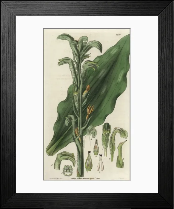 Framed Print : Neottia grandiflora or Sarcoglottis grandiflora Framed Print : Neottia grandiflora or Sarcoglottis grandiflora