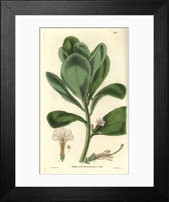Framed Print : Scaevola koenigii, shrubby east-indian cabbage Framed Print : Scaevola koenigii, shrubby east-indian cabbage