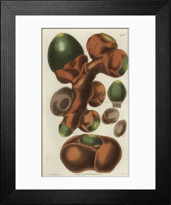 Framed Print : Spadix of the female Seychelles-Island cocoa-nut Framed Print : Spadix of the female Seychelles-Island cocoa-nut