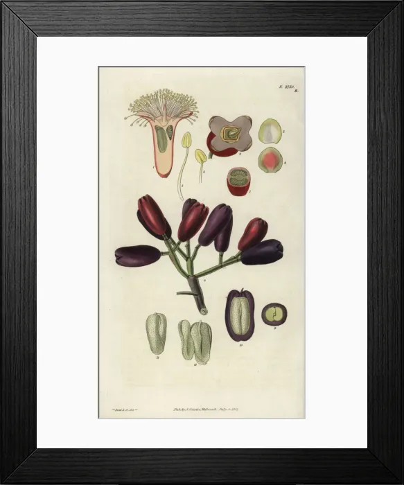 Framed Print : Caryophyllus aromaticus, clove spice flower Framed Print : Caryophyllus aromaticus, clove spice flower