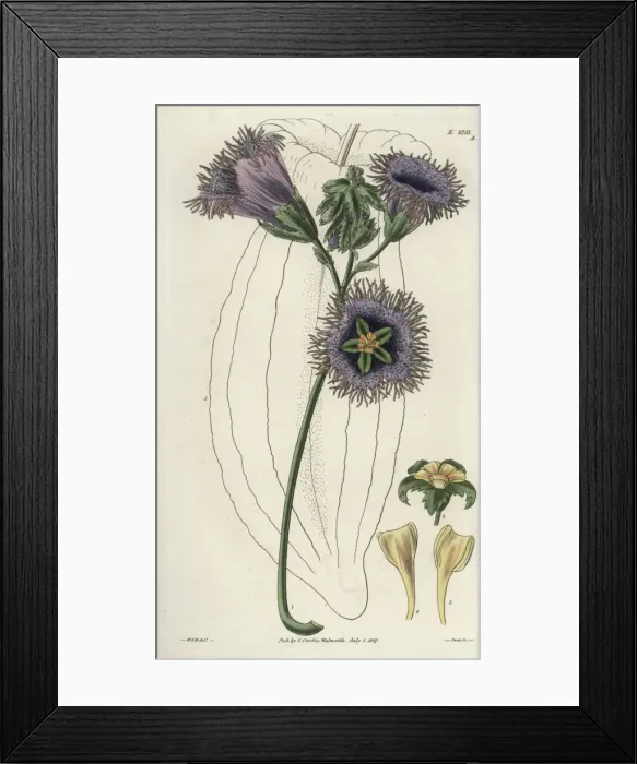 Framed Print : Telfairia pedata, oyster nut, queens nut Framed Print : Telfairia pedata, oyster nut, queens nut
