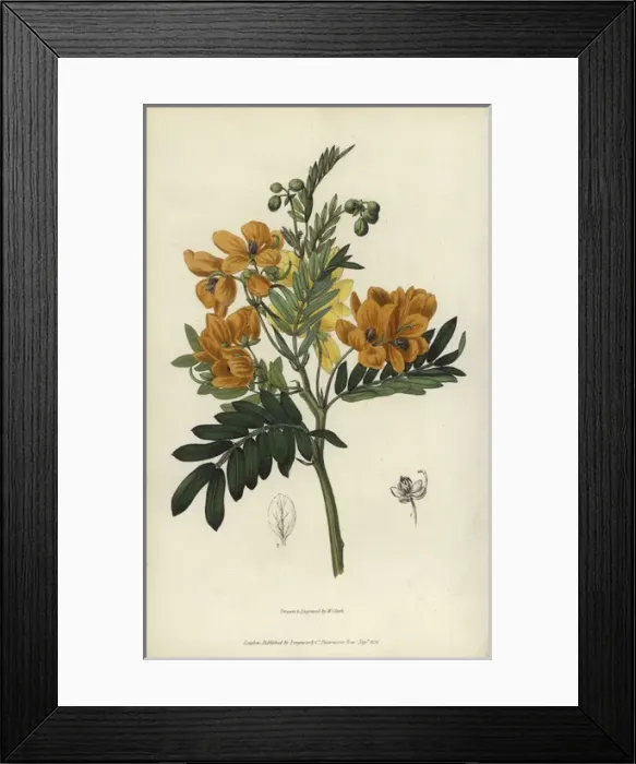 Framed Print : Sweet-scented cassia, Senna odorata