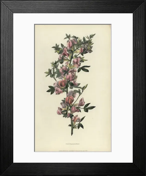 Framed Print : Purple broom, Cytisus purpureus Framed Print : Purple broom, Cytisus purpureus