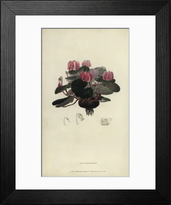 Framed Print : Round-leaved cyclamen, Cyclamen coum