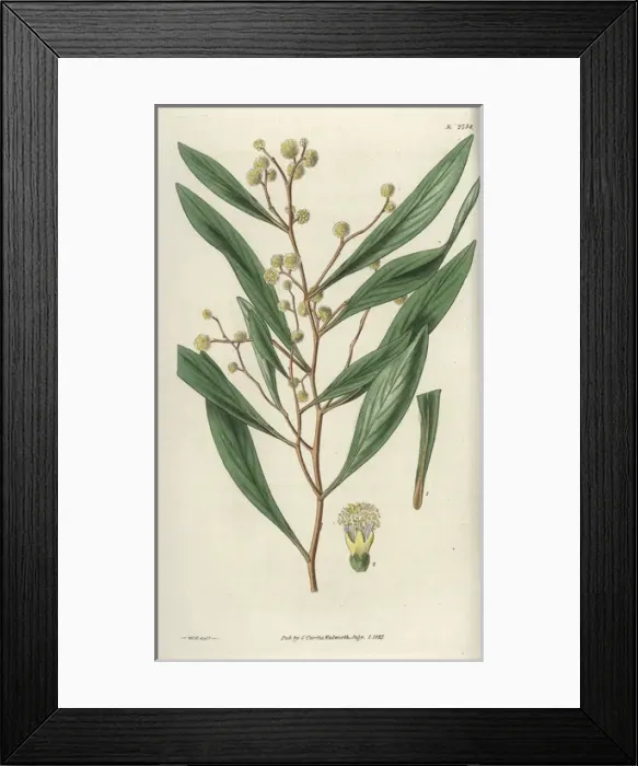 Framed Print : Acacia penninervis, feather-nerved acacia or Framed Print : Acacia penninervis, feather-nerved acacia or