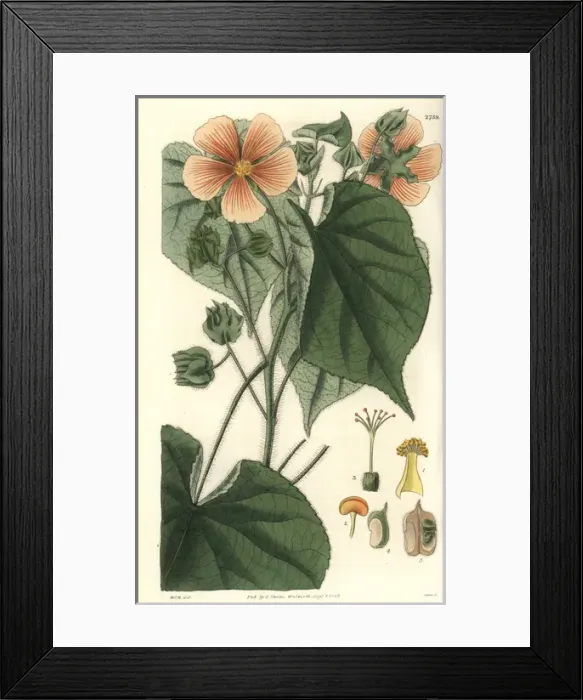 Framed Print : Sida mollis, soft-leaved sida with pale-orange
