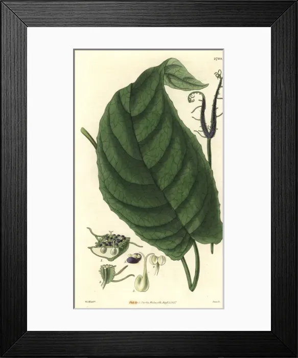 Framed Print : Dorstenia ceratosanthes, cleft dorstenia, with Framed Print : Dorstenia ceratosanthes, cleft dorstenia, with