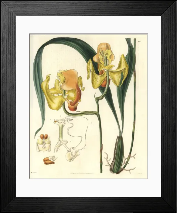 Framed Print : Gongora speciosa, large yellow-flowered gongora orchid Framed Print : Gongora speciosa, large yellow-flowered gongora orchid