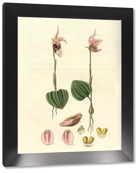 Calypso borealis, northern calypso orchid with
