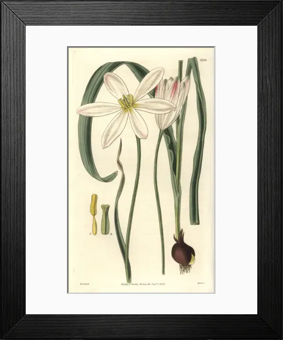 Framed Print : Tulipa stellata, stellated East Indian tulip Framed Print : Tulipa stellata, stellated East Indian tulip