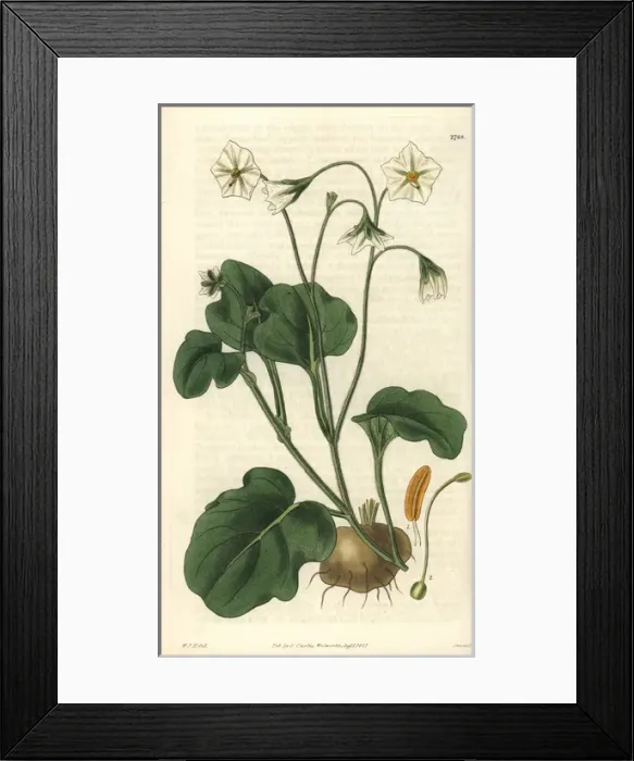 Framed Print : Witheringia montana or solanum montanum, mountain potato Framed Print : Witheringia montana or solanum montanum, mountain potato
