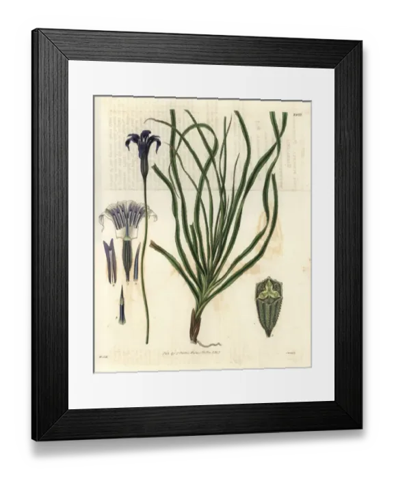 Framed Print : Barbacenia purpurea, purple-flowered barbacenia Framed Print : Barbacenia purpurea, purple-flowered barbacenia